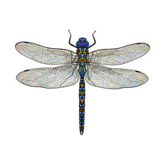 Top view of blue dragonfly with transparent wings, sketch illustration isolated on white background. color Realistic hand drawing of dragonfly insect on white background - obrazy, fototapety, plakaty