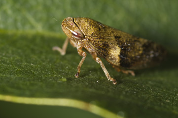 Philaenus