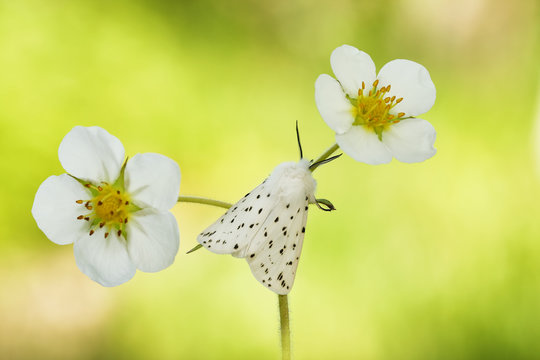White ermine moth(Spilosoma lubricipedum)