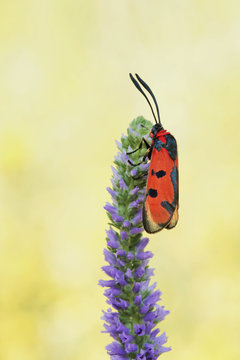 Bloodword burnet moth (Zygaena laeta)