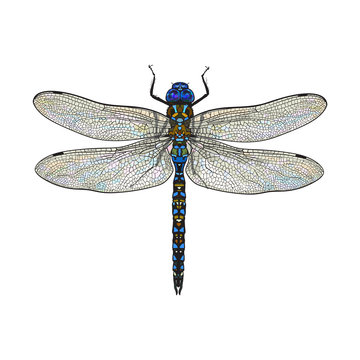 Top view of blue dragonfly with transparent wings, sketch illustration isolated on white background. color Realistic hand drawing of dragonfly insect on white background
