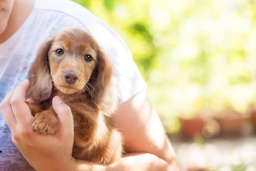 beautiful dachshund puppy dog with sad eyes  portrait