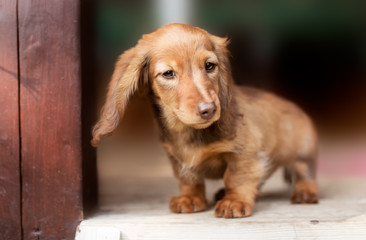 beautiful dachshund puppy dog with sad eyes  portrait