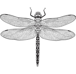 Top view of blue dragonfly with transparent wings, sketch illustration isolated on white background. black and white Realistic hand drawing of dragonfly insect on white background - obrazy, fototapety, plakaty