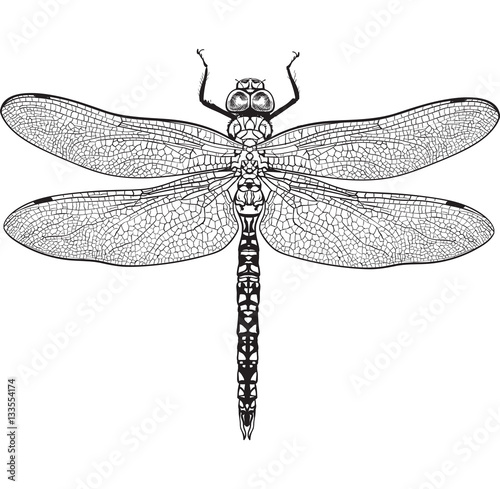 "Top view of blue dragonfly with transparent wings, sketch ...