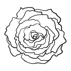 Deep contour rose bud, top view sketch style vector illustration isolated on white background. Realistic hand drawing of open rose flower, decoration element