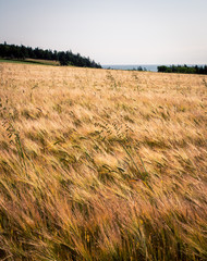 Ripe barley field