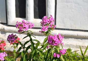 Fototapeta na wymiar Flowerbed with pink flowers.