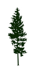 Silhouette of pine  tree (fir) . Can be used as poster, badge, emblem, banner, icon, sign, decor.