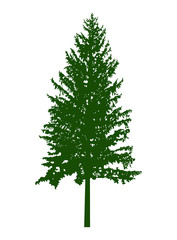 Silhouette of pine  tree (fir) . Can be used as poster, badge, emblem, banner, icon, sign, decor.