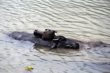 Fototapeta premium Two loving water buffalo on water hugging 