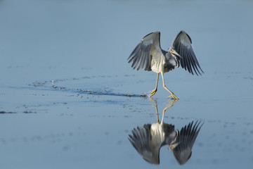 Tri-colored Heron Running on Water