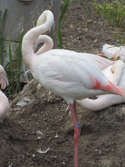 Lovely pink graceful as a ballerina birds flamingos in the zoo of Erfurt walk near the lake.