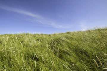 Irish meadow in the summer, Ulster, Ireland