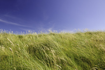 Irish meadow in the summer