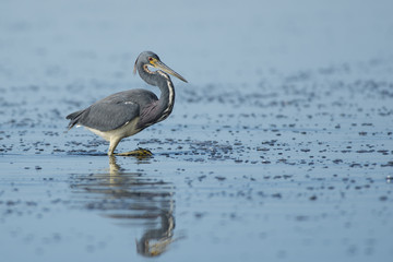 Tri-colored Heron Reflection