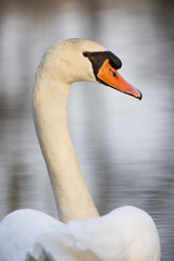 Soft Light Swan Portrait