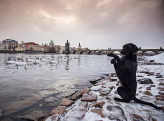 Black dog posing on bank of river Vltava in Prague.