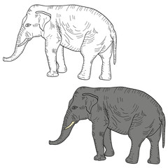 Sketch large African elephant on a white background. Vector illustration