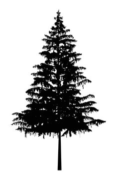 Silhouette of pine tree. Can be used as poster, badge, emblem, banner, icon, sign, decor.