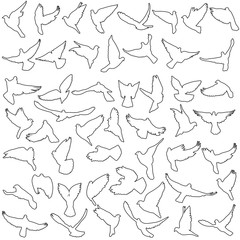 Concept of love or peace. Set silhouettes doves. Vector illustration