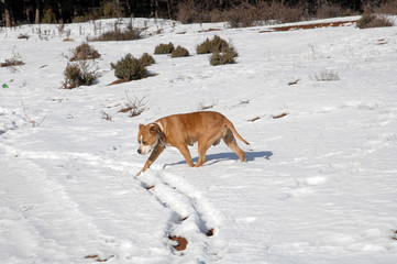 Fototapeta na wymiar American Staffordshire Terrier on snow