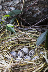 Naklejka na ściany i meble Quail eggs in a straw nest