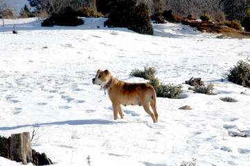 American Staffordshire Terrier on snow