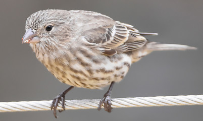 House Finch Female