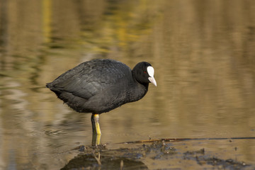 Coot female standing in the water of the pond