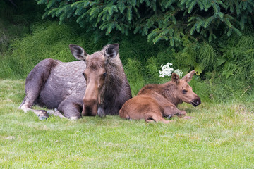 Moose cow and calf resting