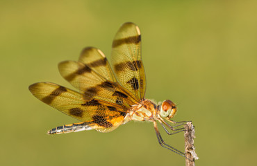 Halloween Pennant dragonfly resting on a dry flower stalk