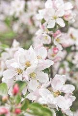 Obraz premium branch of apple blossom