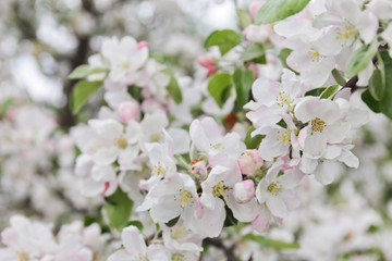 branch of apple blossom