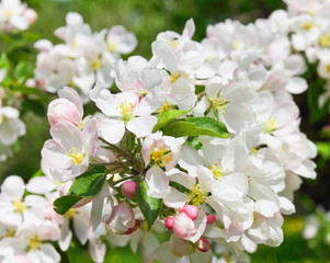 branch of apple blossom