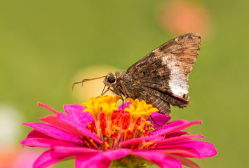 Hoary Edge butterfly on a bright pink Zinnia in summer garden