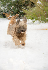 Tibetan terrier dog running and jumping in the snow.