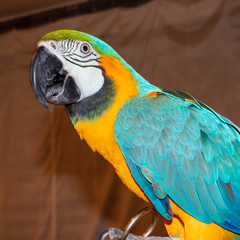 large  tropical exotic parrot,  background with bird