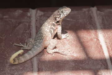 geco animale caratteristico di Cuba