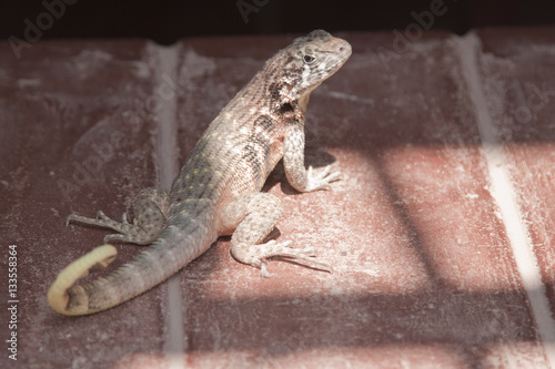 GECO SCARICA