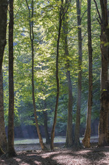 underbrush in summer with the sun's rays filtering through the trees