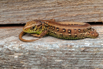 Reptil