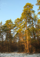 In a pine forest in the winter.
