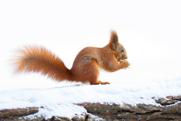 Cute red squirrel with furry tail holding a nut on the snow in winter
