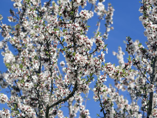 FLOR DE ALMENDRO