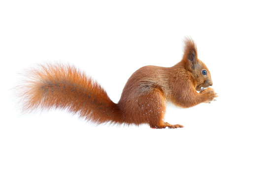 Red squirrel with furry tail holding a nut isolated on white background
