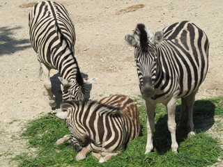 Fototapeta premium Striped, cute black white Zebra neatly combed mane and tail walking under the summer sun at the zoo of Erfurt.