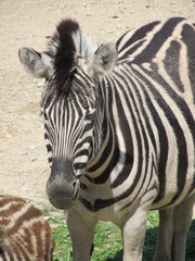 Striped, cute black white Zebra neatly combed mane and tail walking under the summer sun at the zoo...