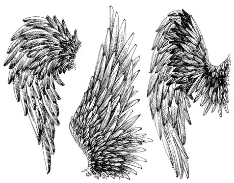 Wings set. Hand drawn detailed wings collection