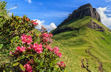 rhododendron flowers in Dolomites - Val di Fassa, Italy